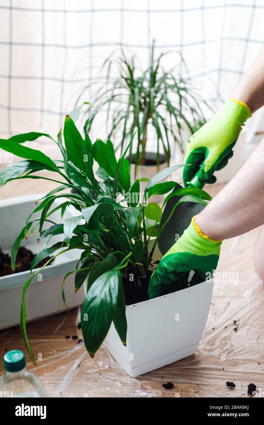 Manngärtner verpflanzen Hauspflanze Spathiphyllum. Gartenkonzept Frühlingsheim. Stockfoto