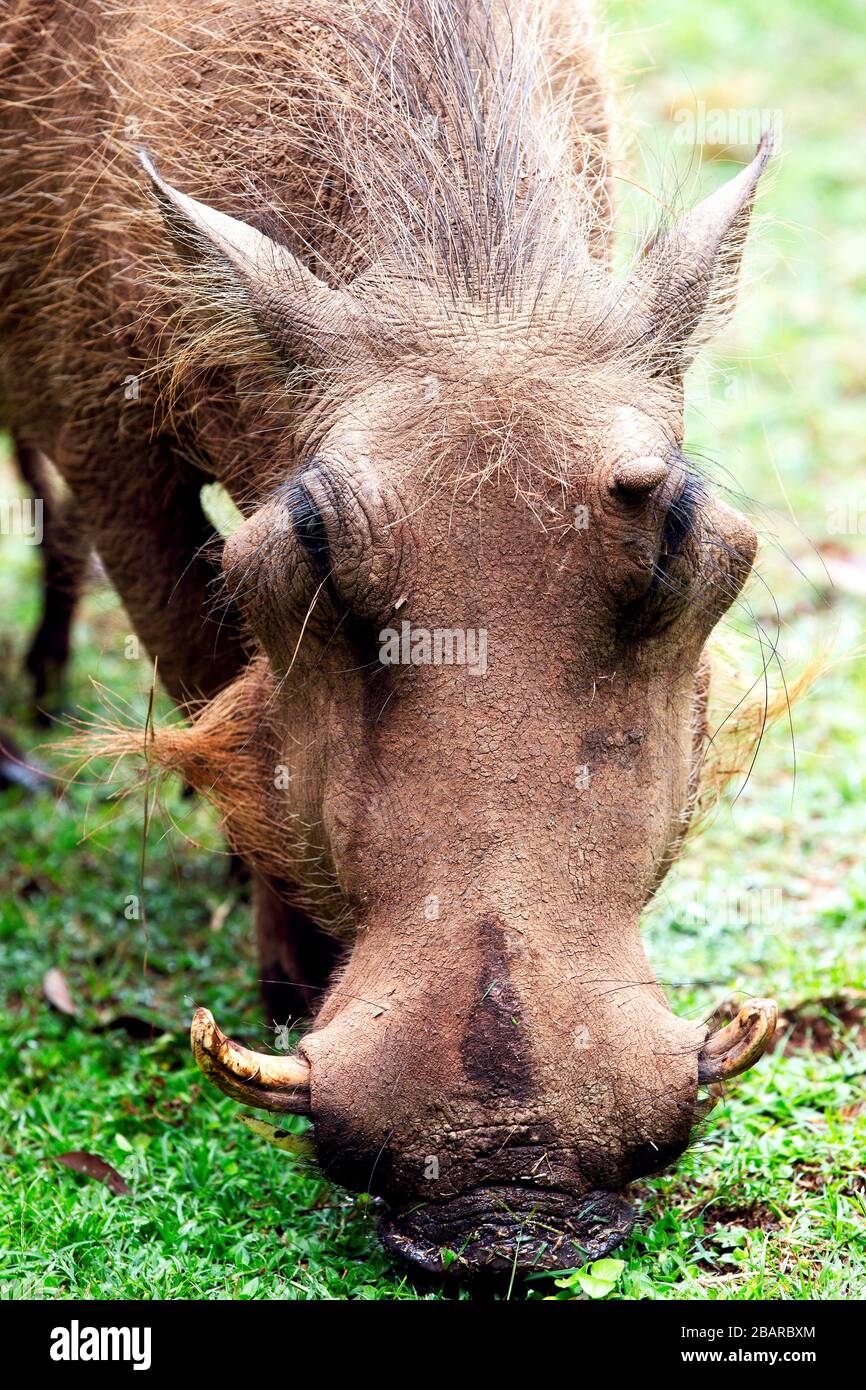 Warthog auf grünem Rasen im Milwane Wildlife Sanctuary, Eswatini (Swasiland) Stockfoto