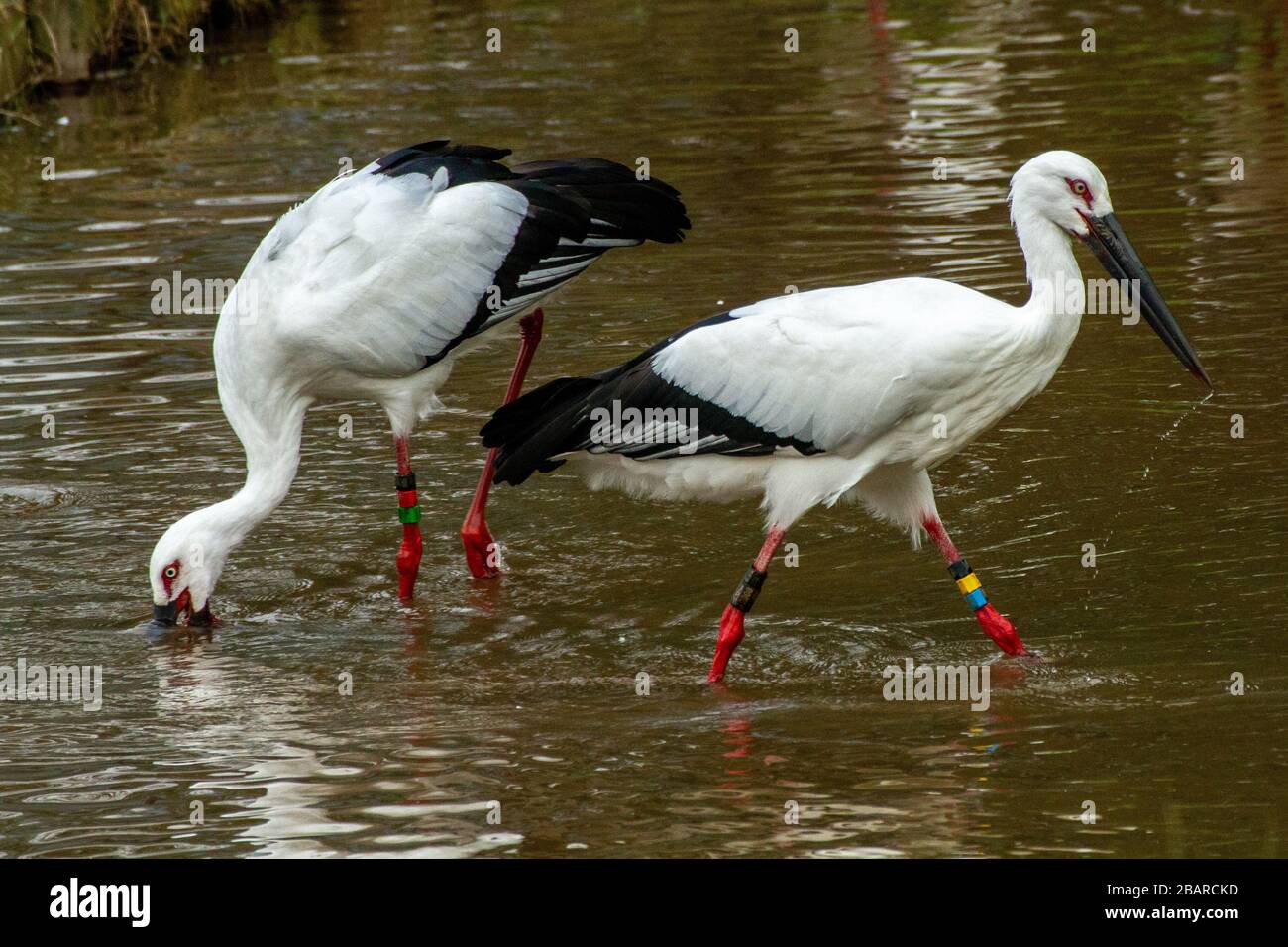 Der Orientalische Weißstorch oder Orientstorch (Ciconia boyciana) ist ein großer, weißer Vogel mit schwarzen Flügelfedern in der Storchenfamilie Ciconiiden. Photographe Stockfoto