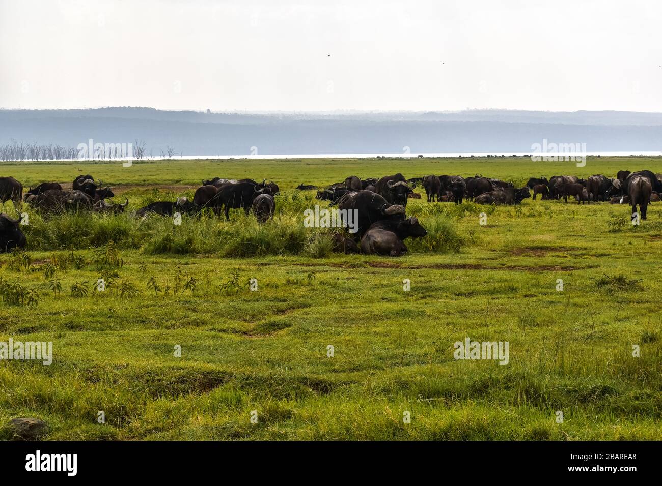 Buffalos ruhen Stockfoto