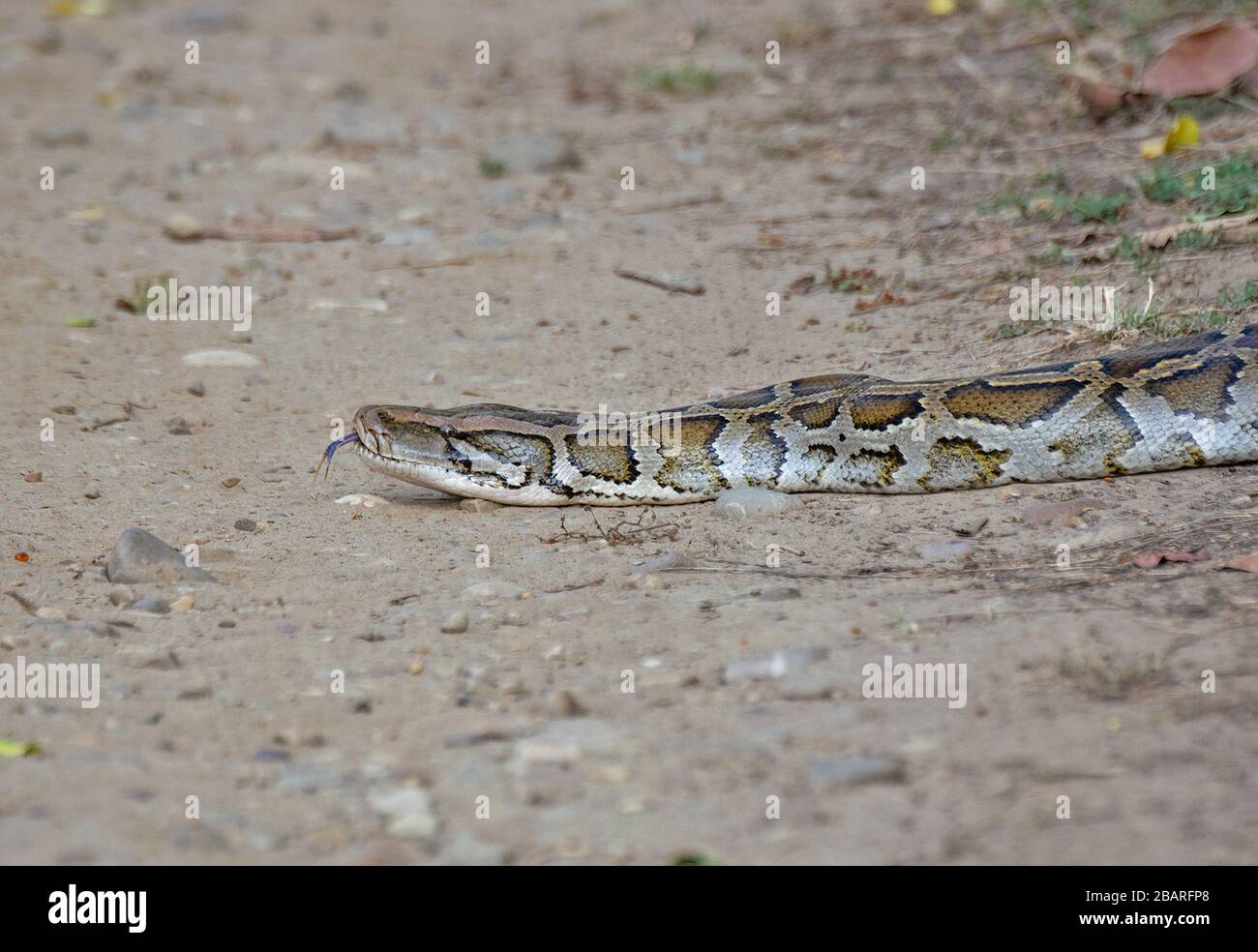 Nahaufnahme eines indischen Rock-Pythons im Jim Corbett National Park, Uttarakhand, Indien Stockfoto