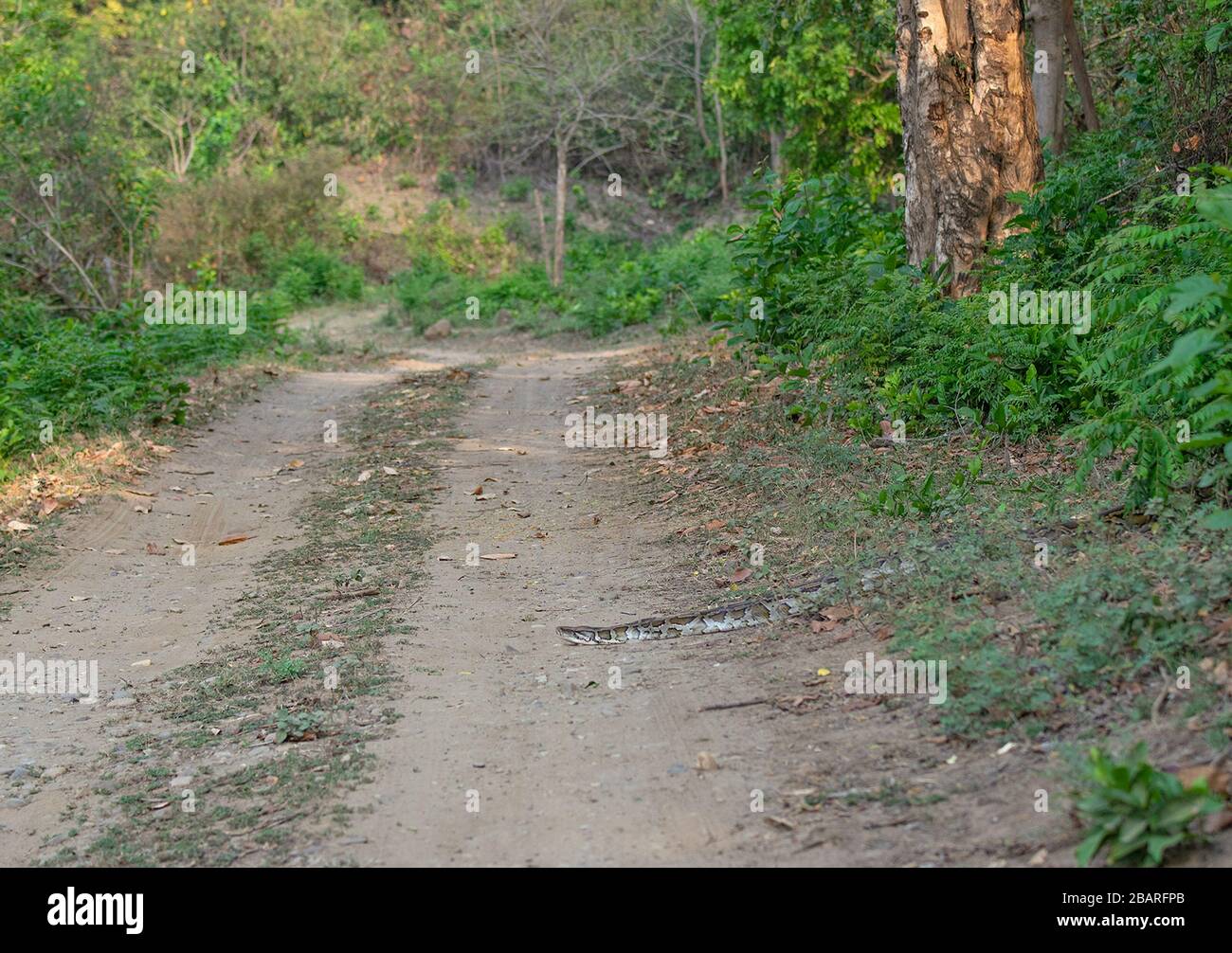 Indian Rock Python auf dem Safari-Track im Jim Corbett National Park, Uttarakhand, Indien Stockfoto