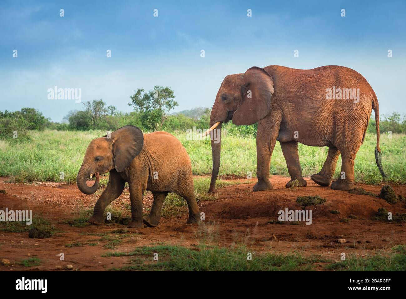Afrikanische rote Elefanten in der Savanne, Reisen Afrika Kenia Safari-Touren in Tansania, Elefantenfamilie in freier Wildbahn in Uganda Tsavo East, Amboseli, Masai Stockfoto