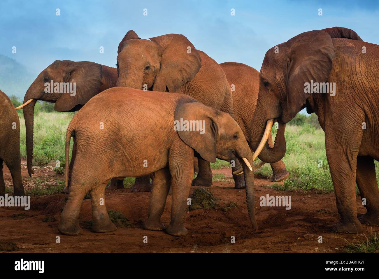 Haufen afrikanischer roter Elefanten in der Savanne, Reise Afrika Kenia Safari-Touren in Tansania, Elefantenfamilie in freier Wildbahn in Uganda Tsavo East, Ambosel Stockfoto