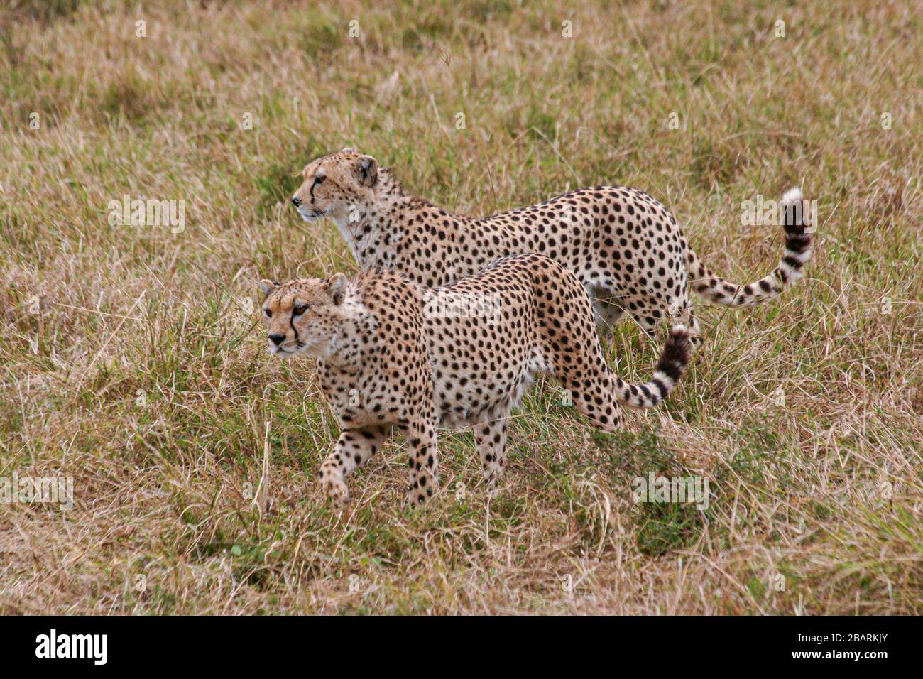 Zwei alarmieren Geparde (Acinonyx jubatus). Fotografiert in Tansania Stockfoto