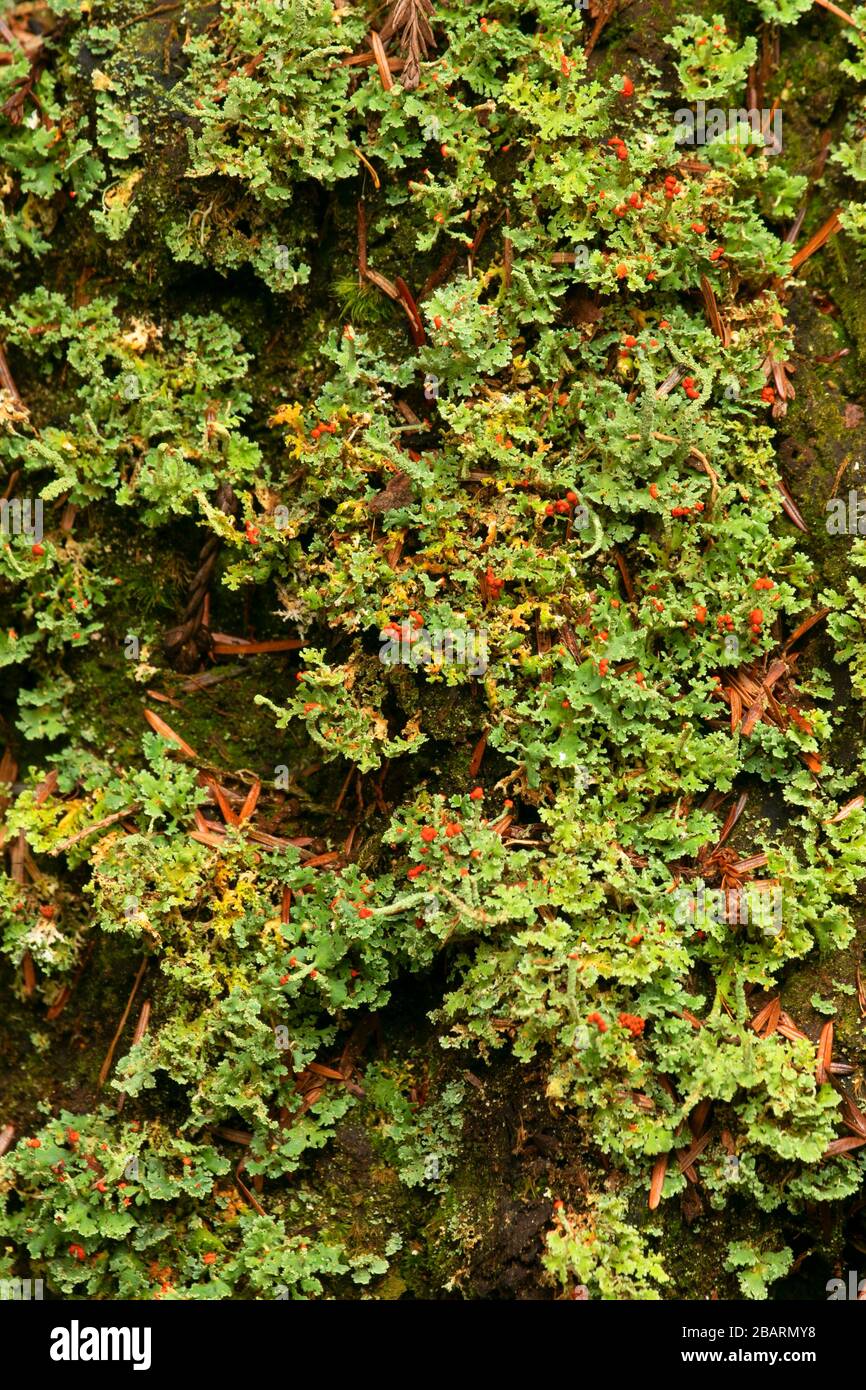 Britischer Soldat Flechten (Cladonia cristatella) entlang des Hatton Loop Trail, Jedediah Smith Redwoods State Park, Redwood National Park, Kalifornien Stockfoto