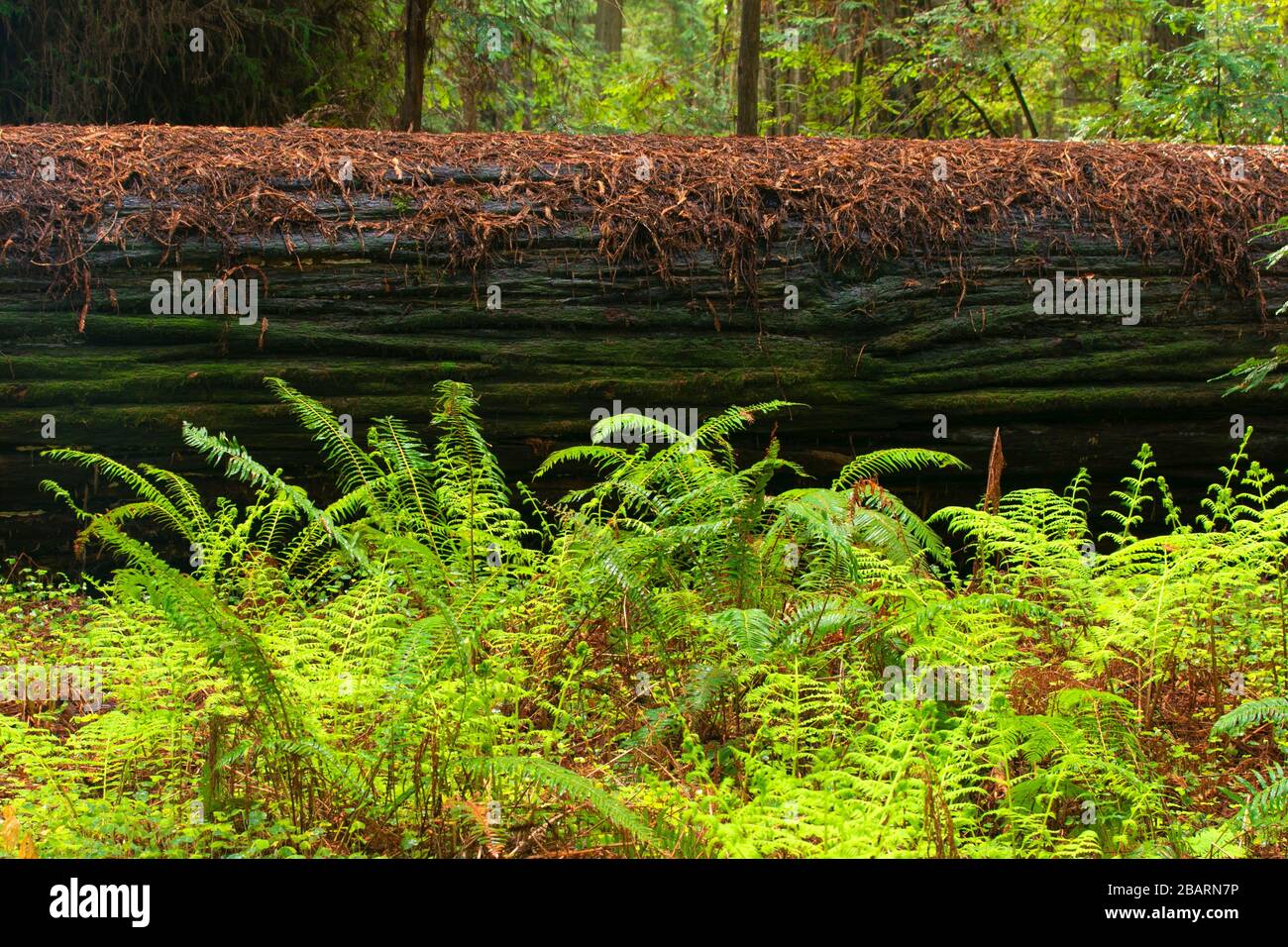 Küste Rotholz (Sequoia sempervirens) Wald entlang Founders Grove Loop Trail, Humboldt Redwoods State Park, Kalifornien Stockfoto