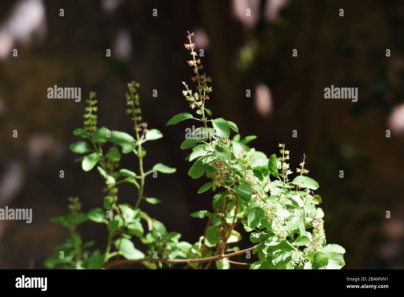 Indische Tulsi oder Ocimum tenuiflorum oder Holy Basil Flower, Ayurvedische  Pflanze heiliger Basil Tulsi Blume closeup Stockfotografie - Alamy