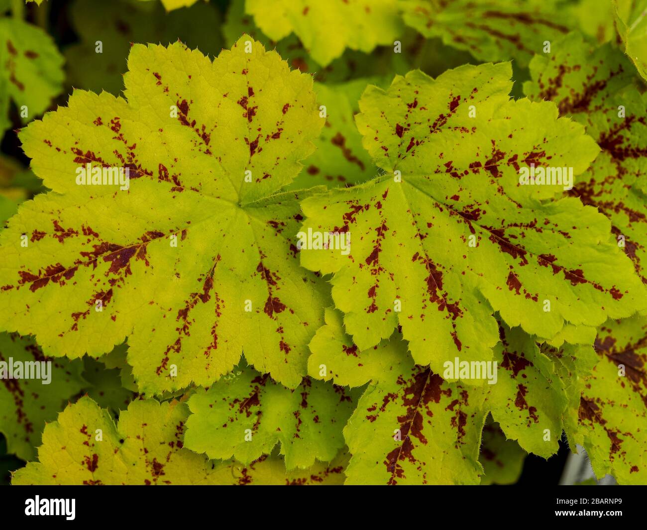 Nahaufnahme von bunten grünen und roten Heucherella-Blättern, Variety Solar Power Stockfoto