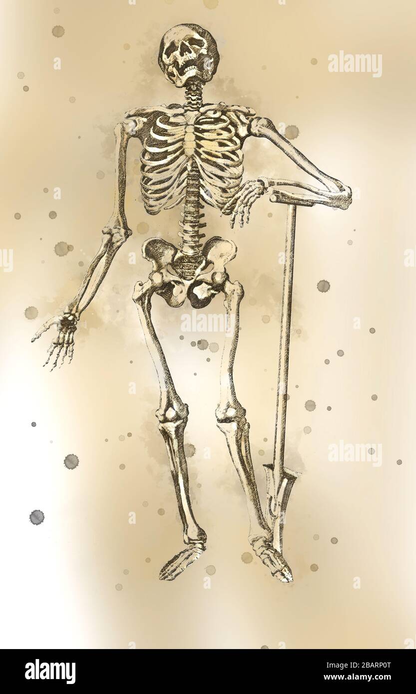 Digital verbessertes Bild eines Holzschnittdrucks mit Ganzkörper-Skelett-Motiv auf der Vorderseite des männlichen Körpers bei der Eröffnung des in ITA gedruckten Buches "Notomie di Titiano" für die Anatomie des Menschen Stockfoto