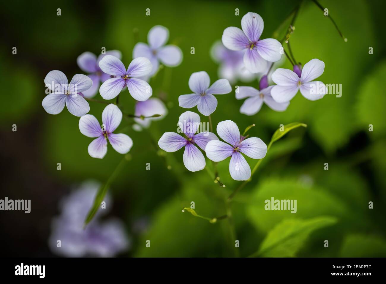 Lunaria rediviva - Dauerehrlichkeit, Familie: Brassicaceae, blühende Blumen, Makroschuss Stockfoto