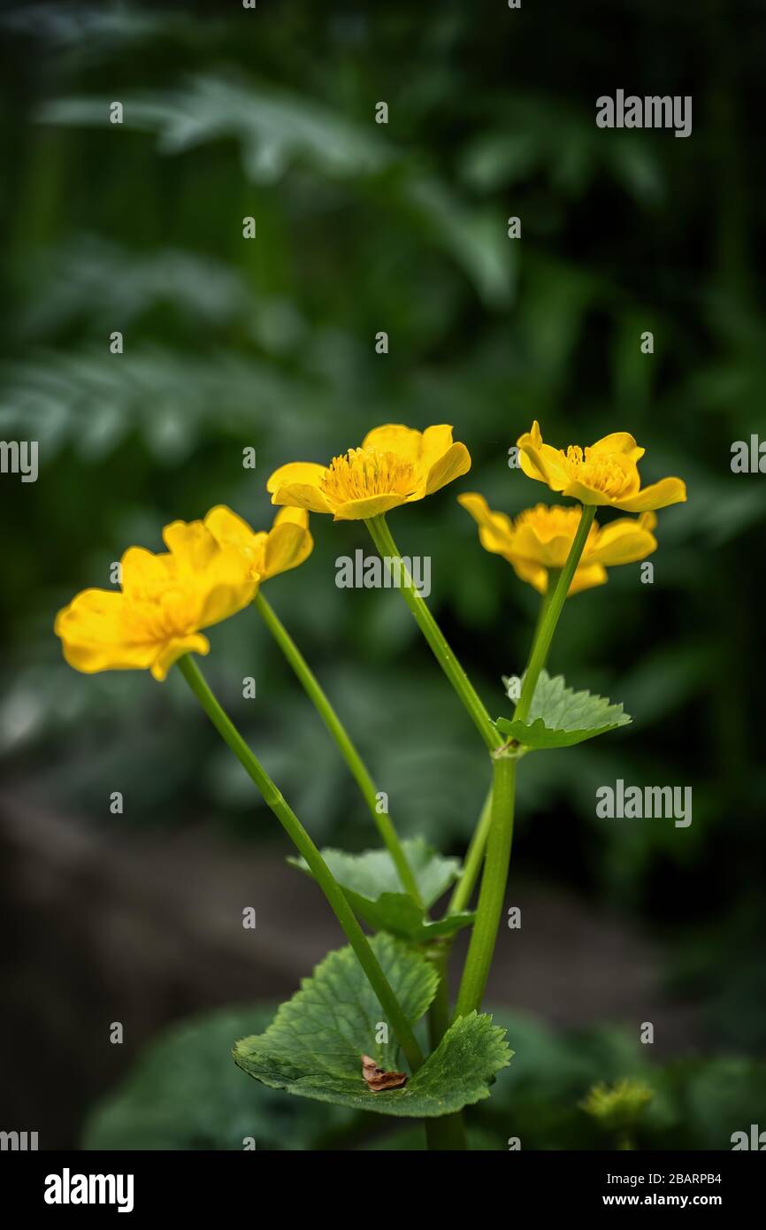 Caltha palustris - Sumpf-marigold oder Königsbecher gelbe Blume, mehrjährige krautige Pflanze der Familie der Butterbecher (Ranunculaceen) Stockfoto