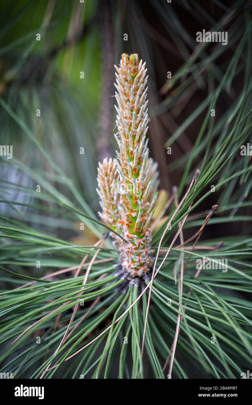 Pinus nigra, die österreichische Kiefer- oder Schwarzkiefer- Baumblume, Familie: Pinaceae, Region Süd- und Ostmeditorland Europa Stockfoto