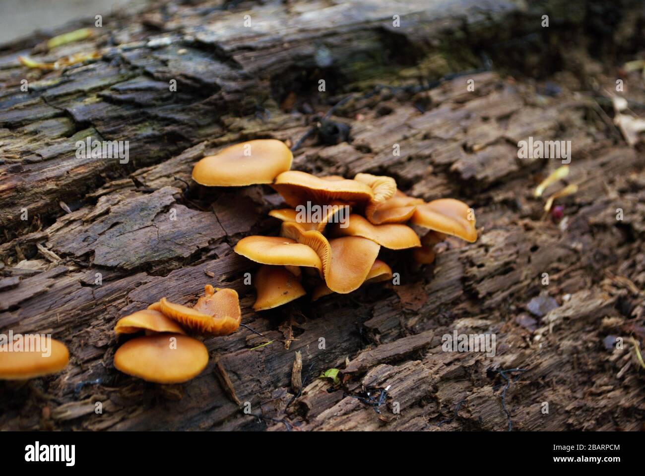 Regalpilz, der auf einem umgestürzten Baum im Wald wächst Stockfoto