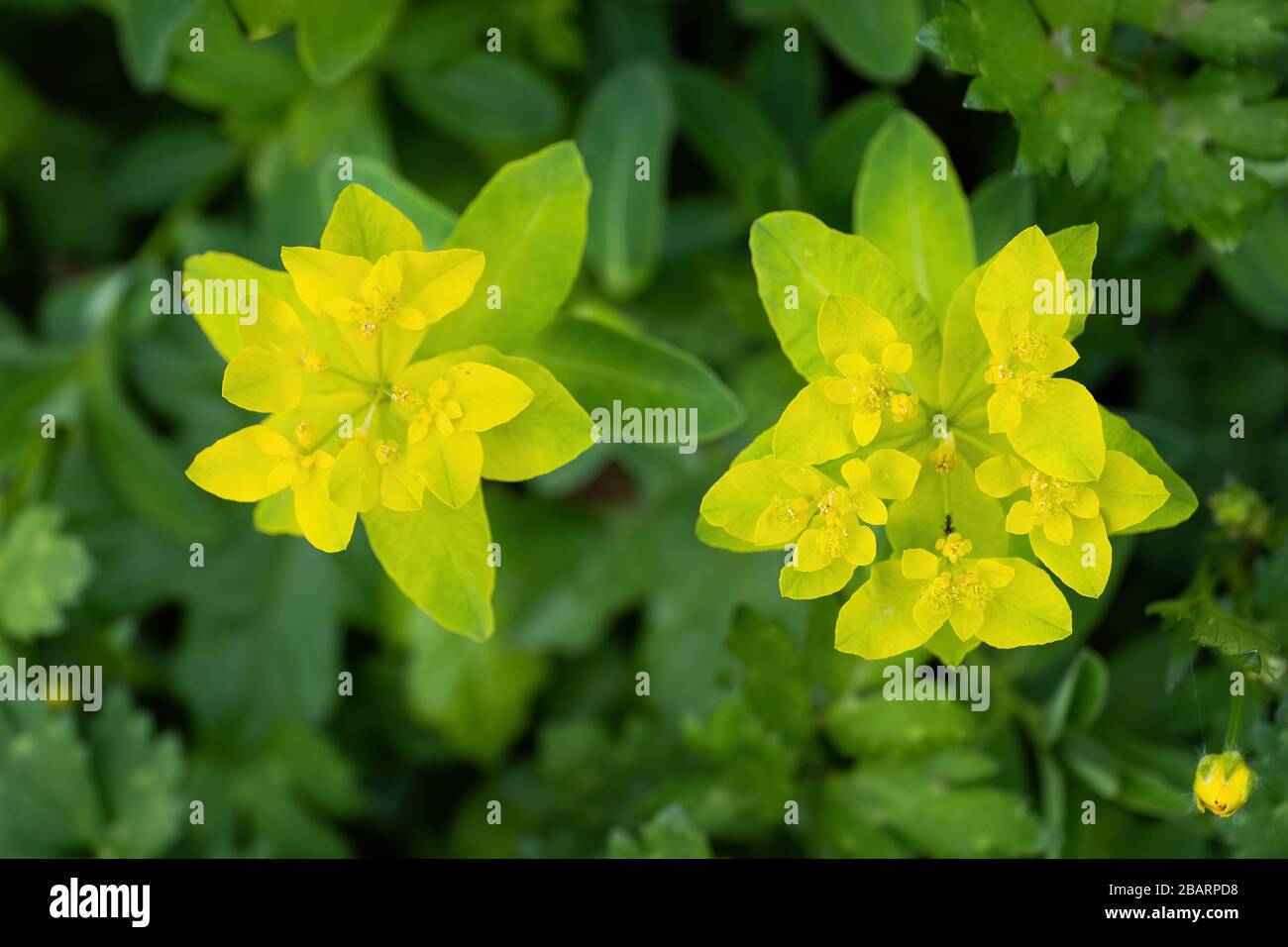 Kissen spucken Euphorbia epithymoides (E. polychroma) gelbe Blumen, Familie: Euphorbiaceae Stockfoto