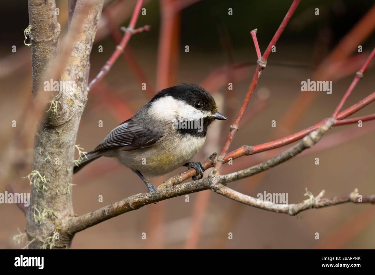 Chickadee mit schwarzer Kappe (Poecile atricapillus), Humboldt Bay National Wildlife Refuge, Kalifornien Stockfoto