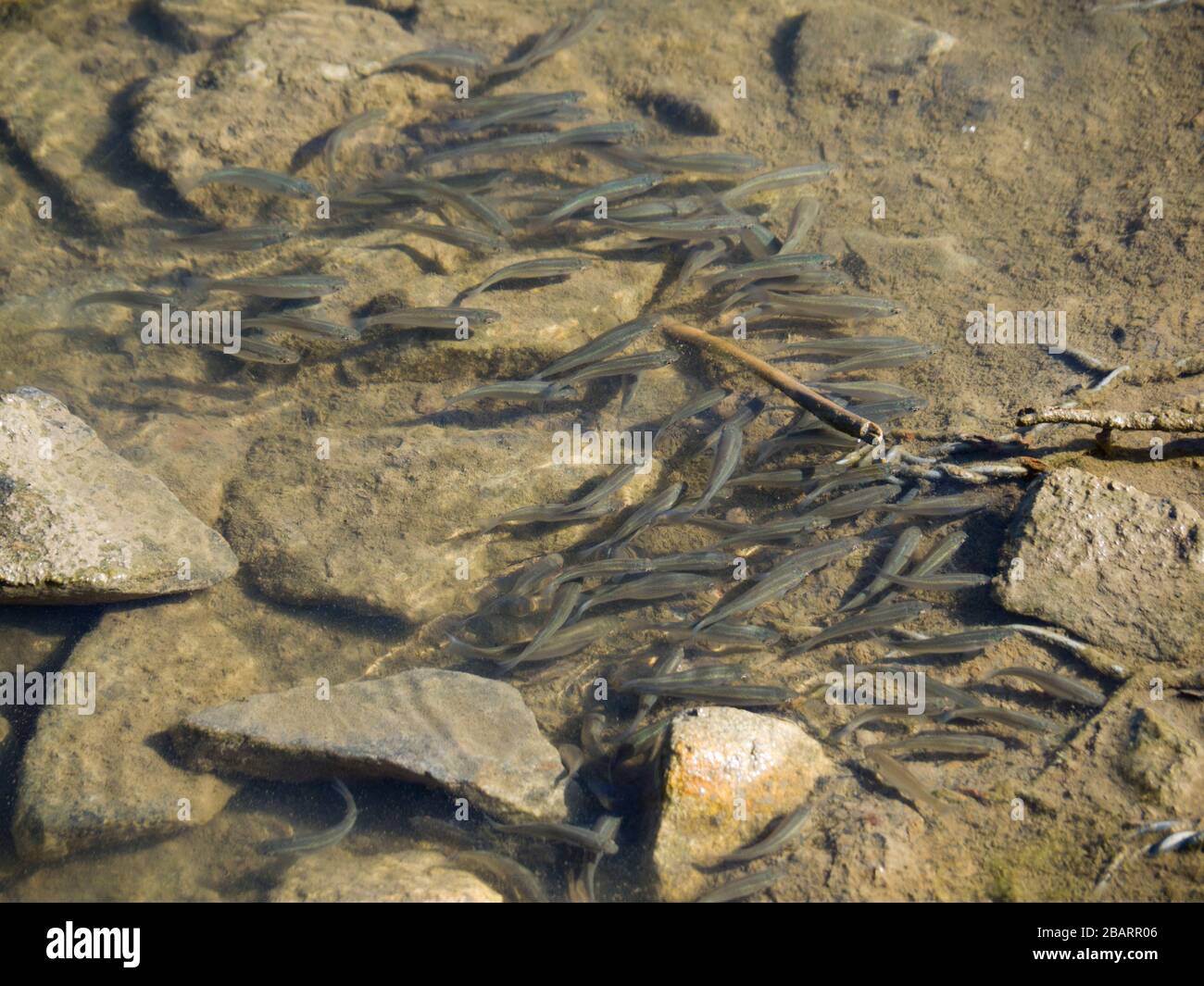 Shoal of Young Fish in the Shallows, Cornwall, Großbritannien Stockfoto