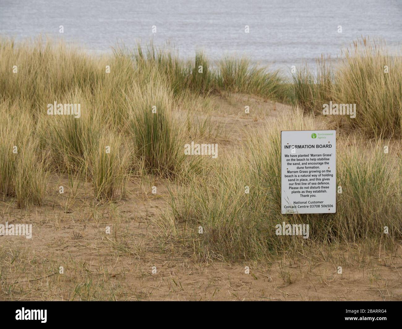 Marram Grass pflanzte am Strand, um den Sand zu stabilisieren, Sutton on Sea, Lincoln, Großbritannien Stockfoto