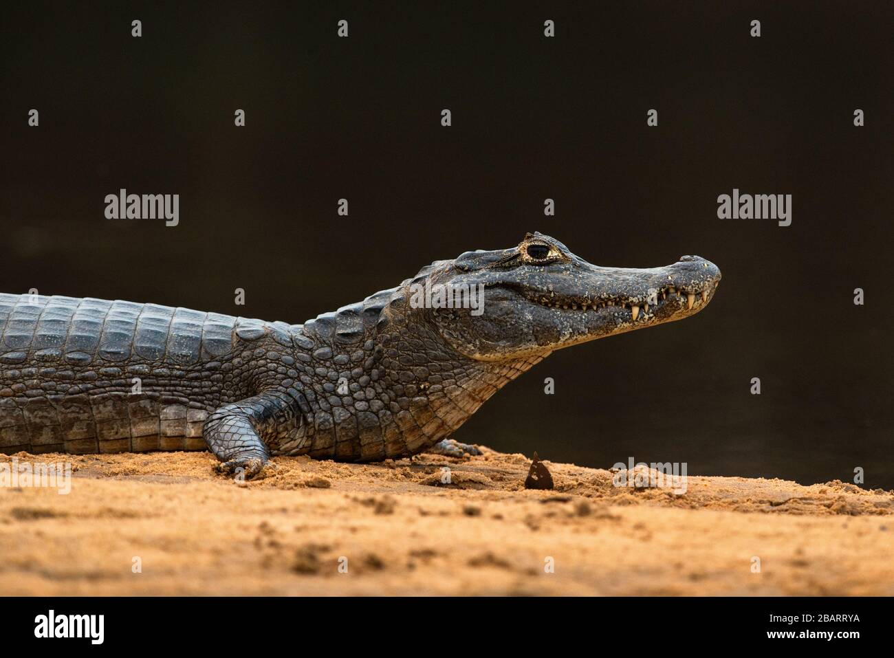 Ein Pantanal Caiman (Caiman Yacare) Porträt Stockfoto