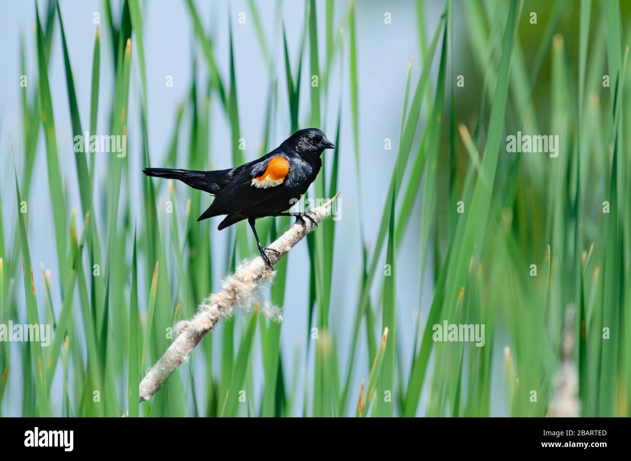 Männliche Rotgeflügelte Amsel auf einem Schilf vor einem lebhaften grünen Gras Hintergrund thront Stockfoto