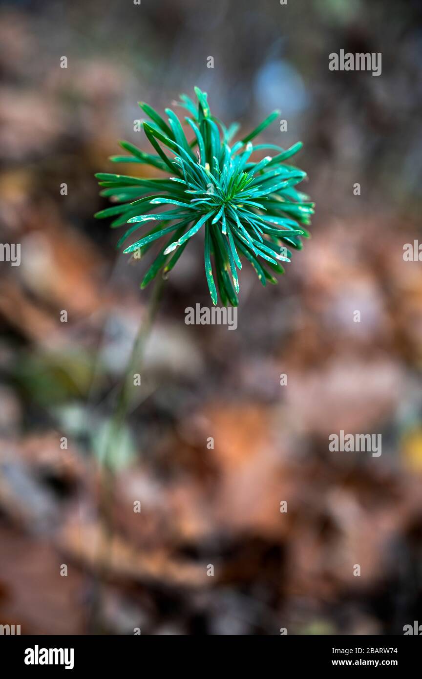 Grüne Pflanzen zeigen sich durch ein Bett aus Fallblättern im Wald. Stockfoto