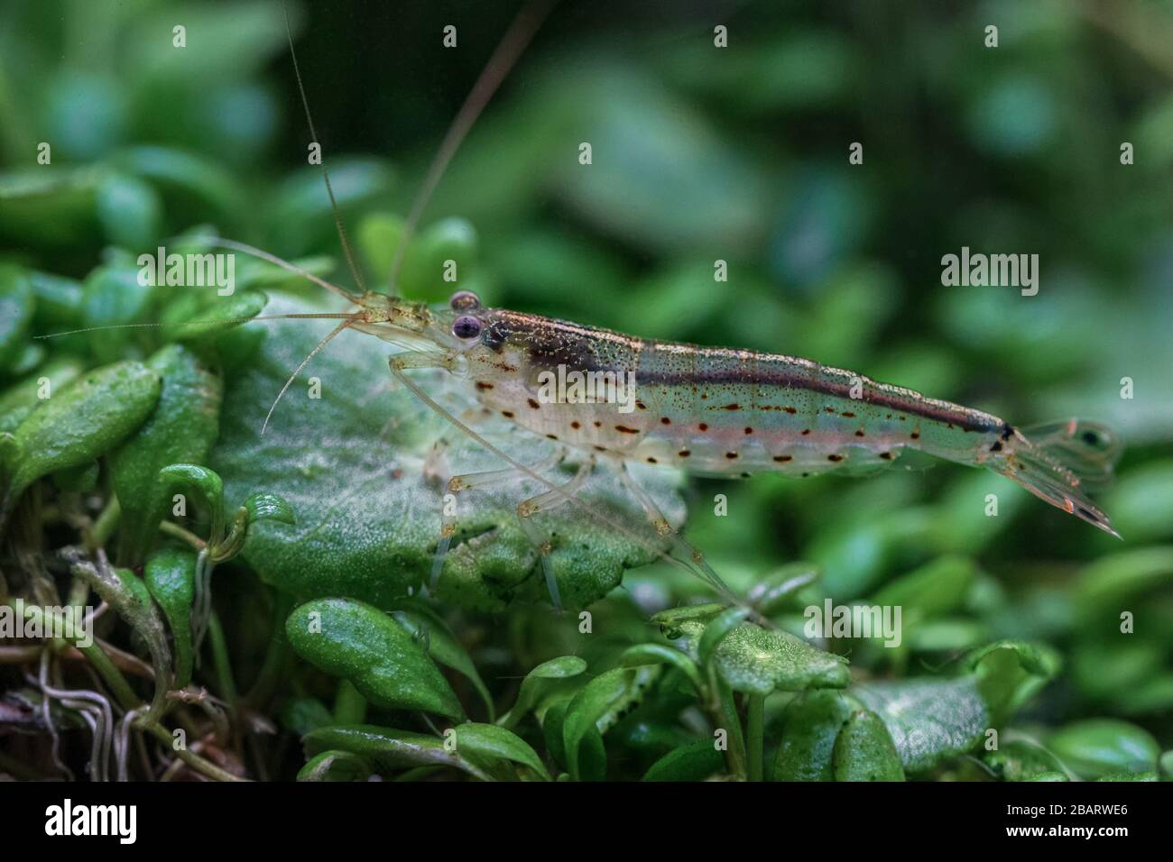 Amano kreischt unter Wasser aus nächster Nähe Stockfoto