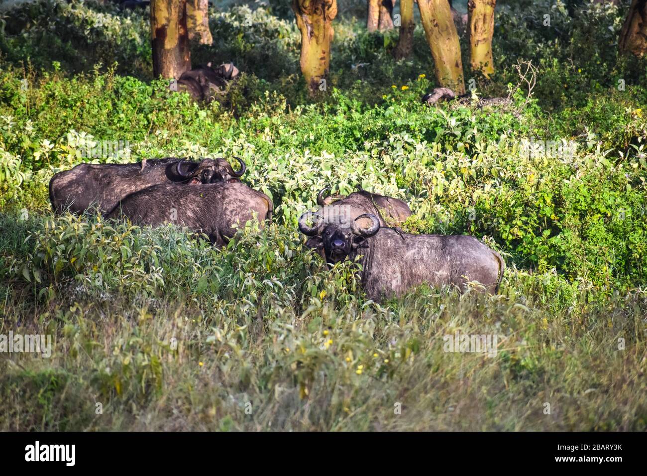 Buffalos mixen ein Stockfoto