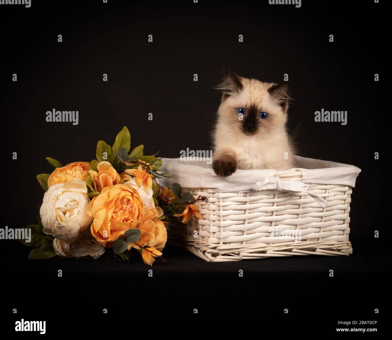 Ragdoll Kitten in EINEM Korb Stockfoto