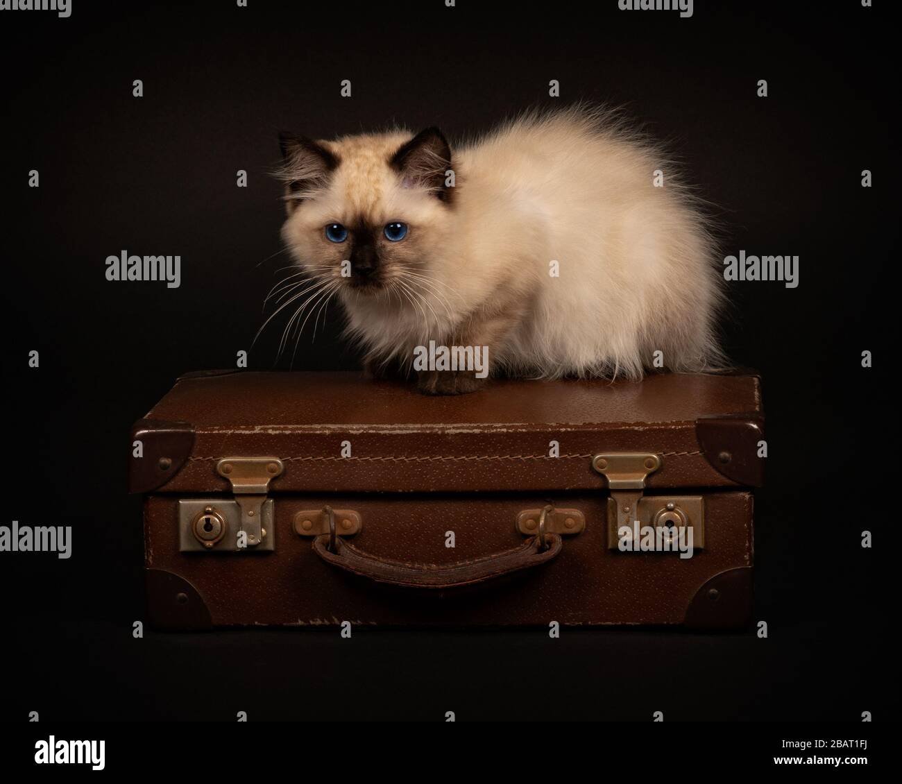 Ragdoll Kitten sitzt auf Koffer Stockfoto