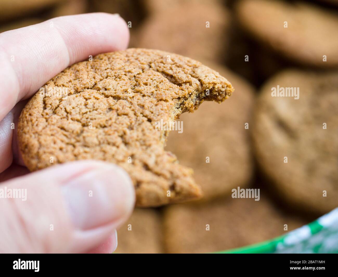 Ein Ingwer-Schnappkeks mit einem Bissen heraus: Eine Hand hält einen nur gebissenen Ingwer-Schnappkeks. Weitere Cookies stehen im Hintergrund. Stockfoto