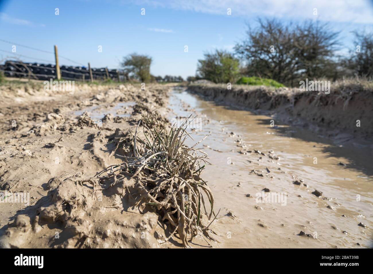 Tiefe Furchen in der Farm Track gefüllt mit schlammigem Wasser nach starkem Regen im South Downs National Park. Stockfoto