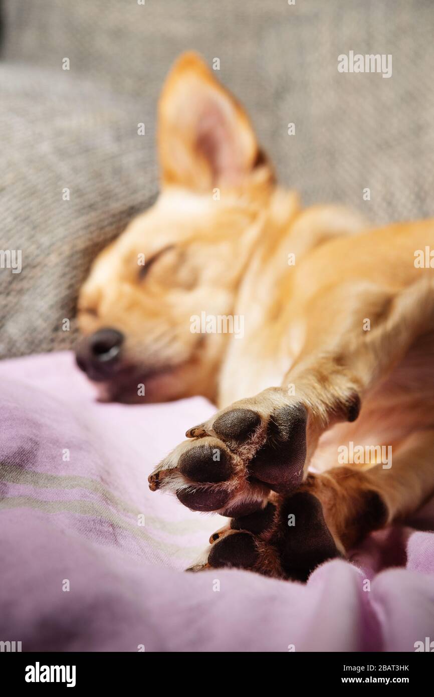 Pfoten schließen einen niedlichen Hund, der auf einer Couch schläft. Konzepte für Haustiere, Hunde und tierische Anatomie Stockfoto