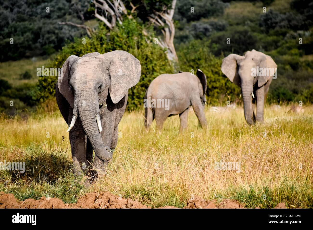 Elefantentrio Stockfoto