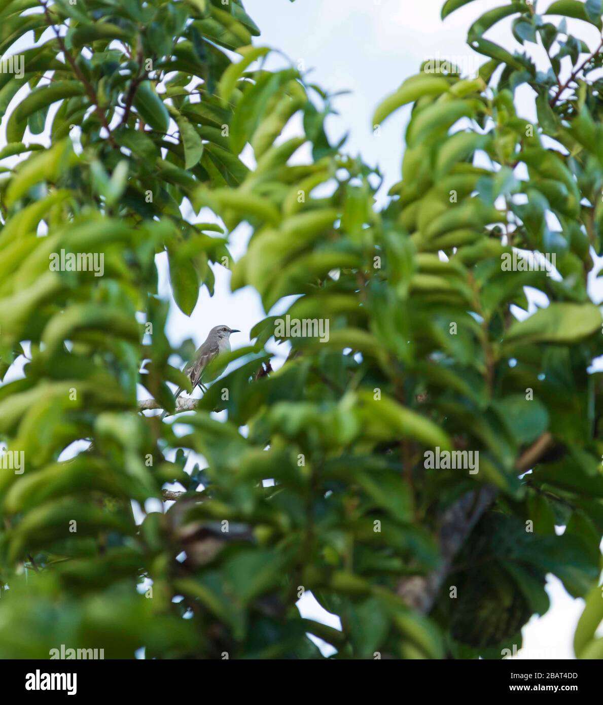 Spöttischer Vogel (Pied Carreau) dunkelgraue Federn und hellgrauer Scheitel, der auf einem sauren sop-Baum durch einen Halt in den Blättern im tropischen St. Lucia gesehen wird Stockfoto