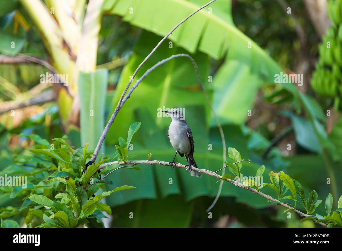 Spötter Vogel (Pied Carreau) niedlicher Vogel mit dunkelgrauen Federn und hellgrauem Wappen auf einem Kalabaschbaum im tropischen St. Lucia Stockfoto