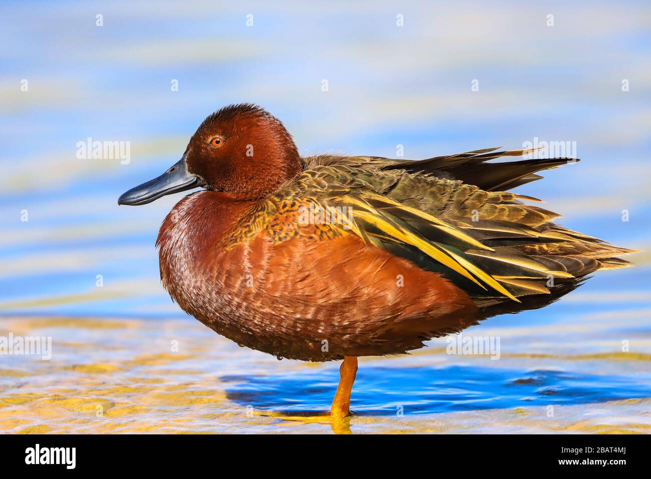 Zimt Teal Duck Anas Cyanoptera Stockfoto