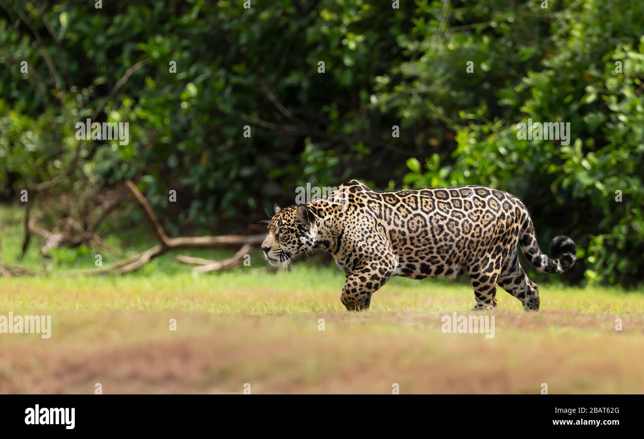 Nahaufnahme eines Jaguar, der an einem Flussufer, South Pantanal, Brasilien, spazieren geht. Stockfoto