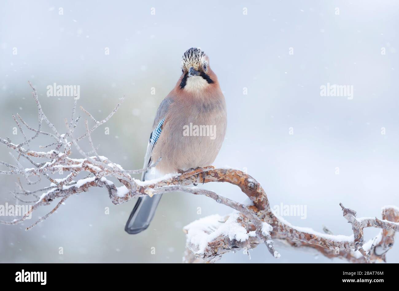 Nahaufnahme eines eurasischen jay (Garrulus glandarius), der im Winter auf einem Baumzweig in Norwegen thront. Stockfoto