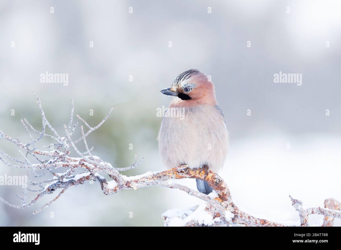Nahaufnahme eines eurasischen jay (Garrulus glandarius), der im Winter auf einem Baumzweig in Norwegen thront. Stockfoto