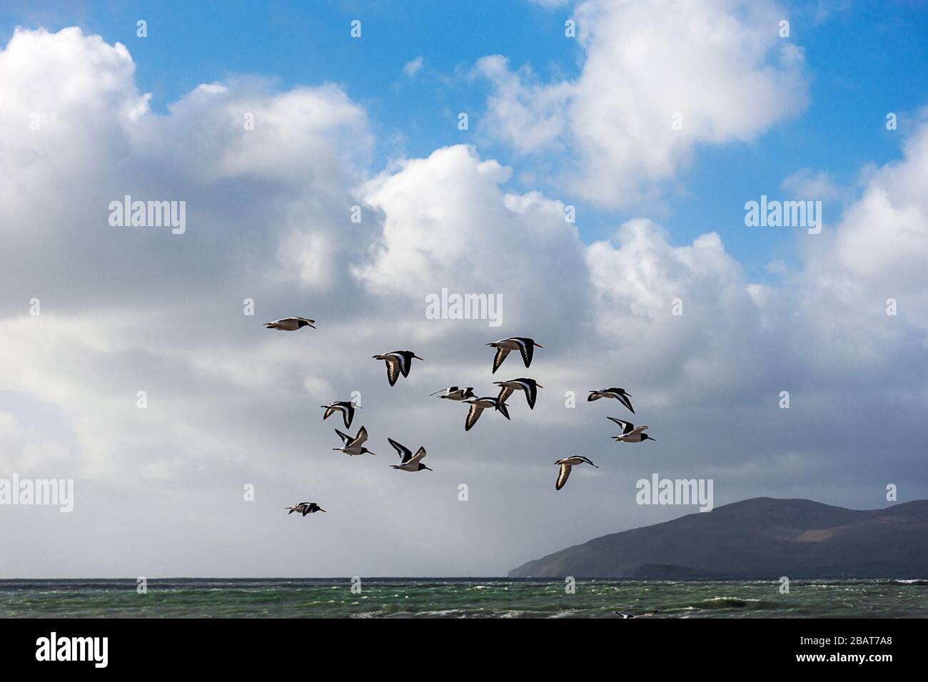 Irische Landschaft. Irland. Waterville Waterfront. Ring of Kerry.Flck of Birds. Wilder atlantischer Weg. Skellig-Inseln. Razorbills und Puffins. Stockfoto