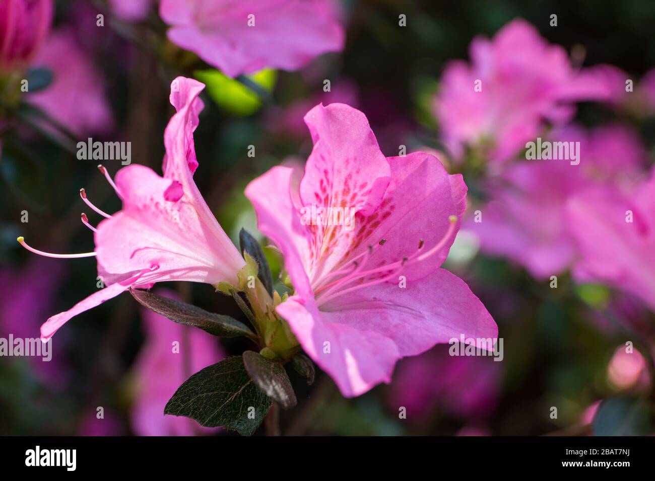 Nahaufnahme von rosafarbenen Azalea Blumen in dappeliertem Sonnenlicht Stockfoto