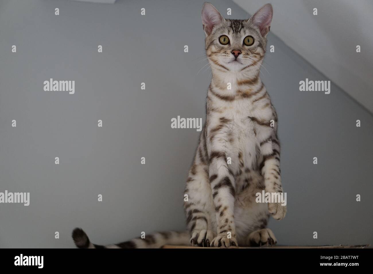 Silber Pedigree Bengalen Stockfoto