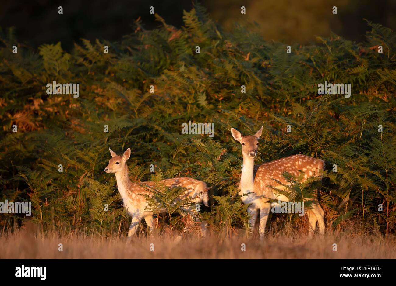 Falten Sie Rehe mit einem Fawn in Farnen, Herbst in Großbritannien. Stockfoto