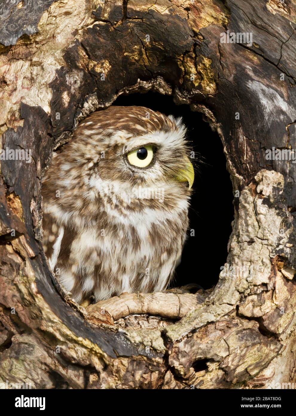 Nahaufnahme einer kleinen Eule (Athene noctua) in einem Baumloch, Großbritannien. Stockfoto