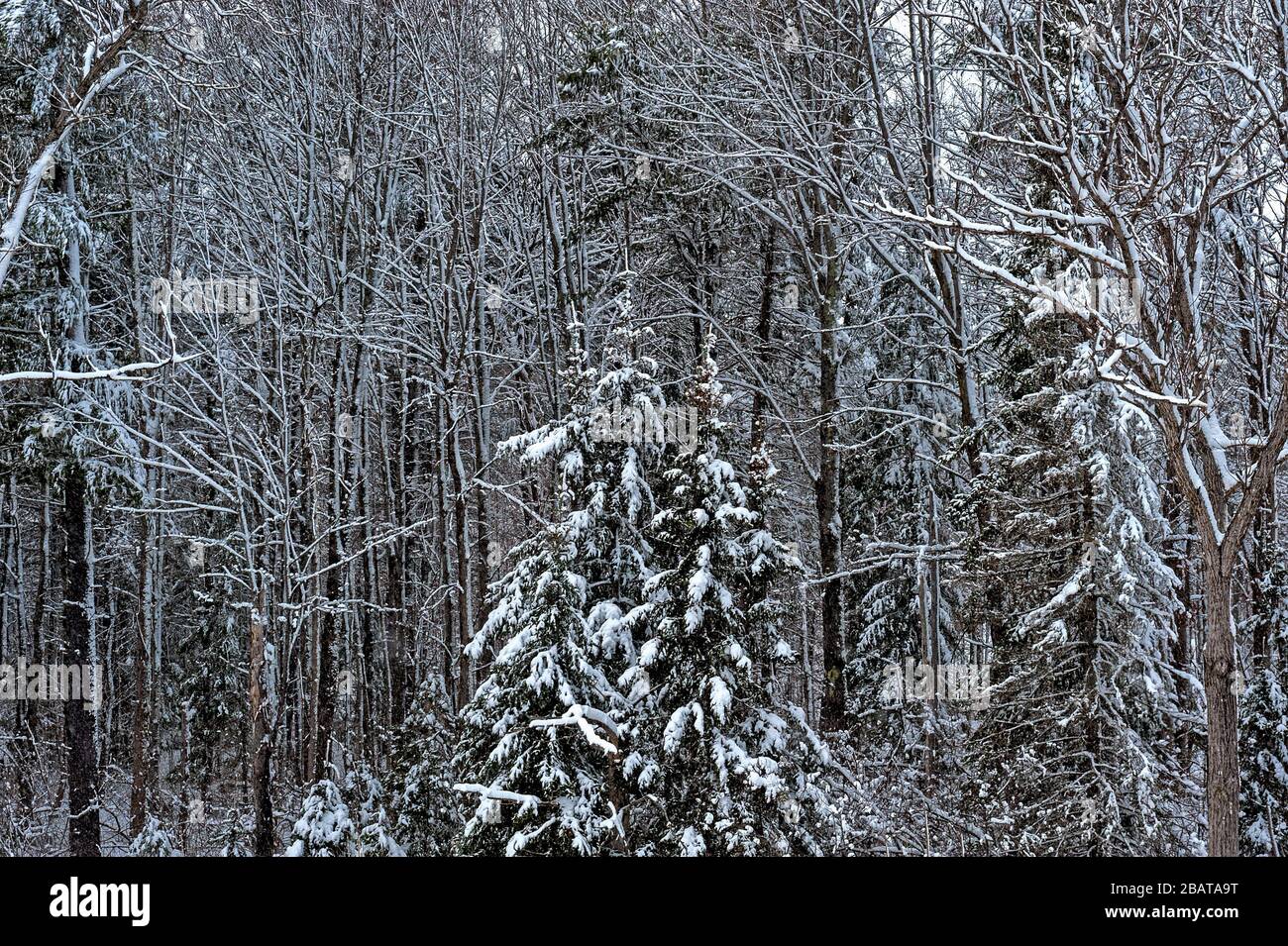 Winter im tiefen Wald Stockfoto