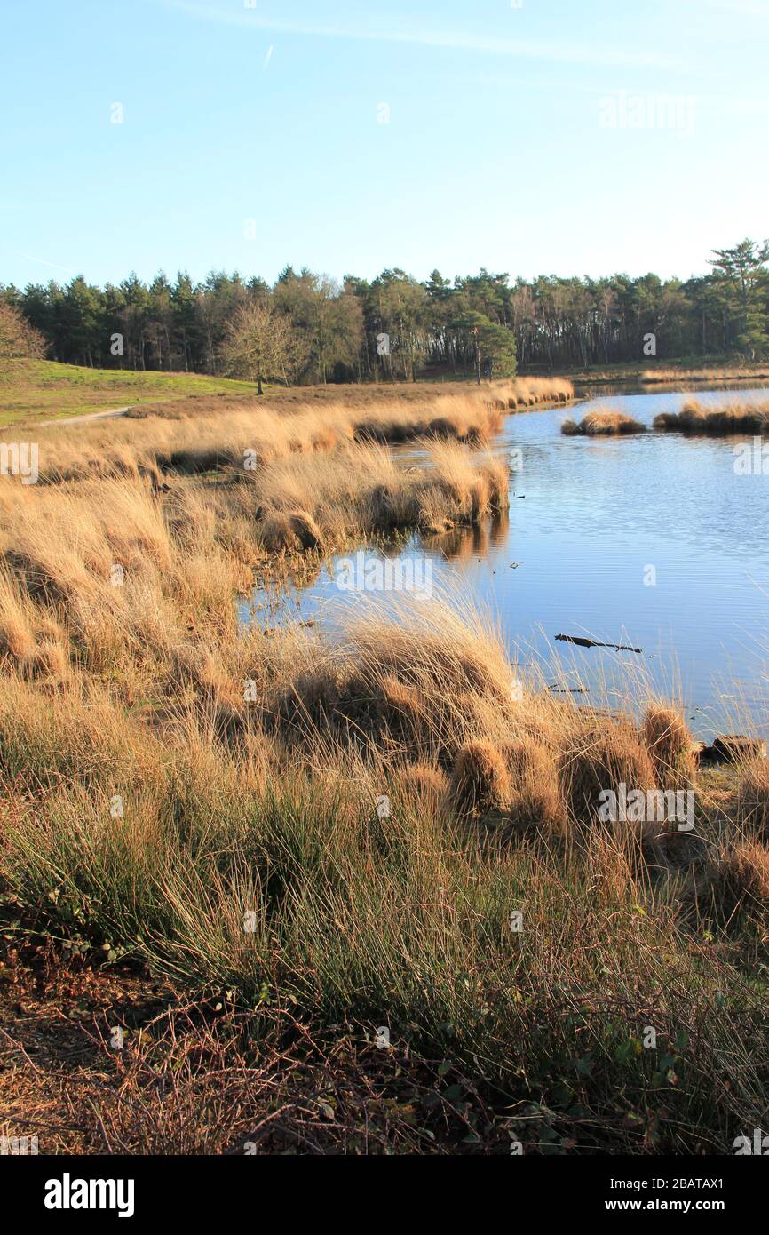 Hatertse en Overasseltse Fens Stockfoto