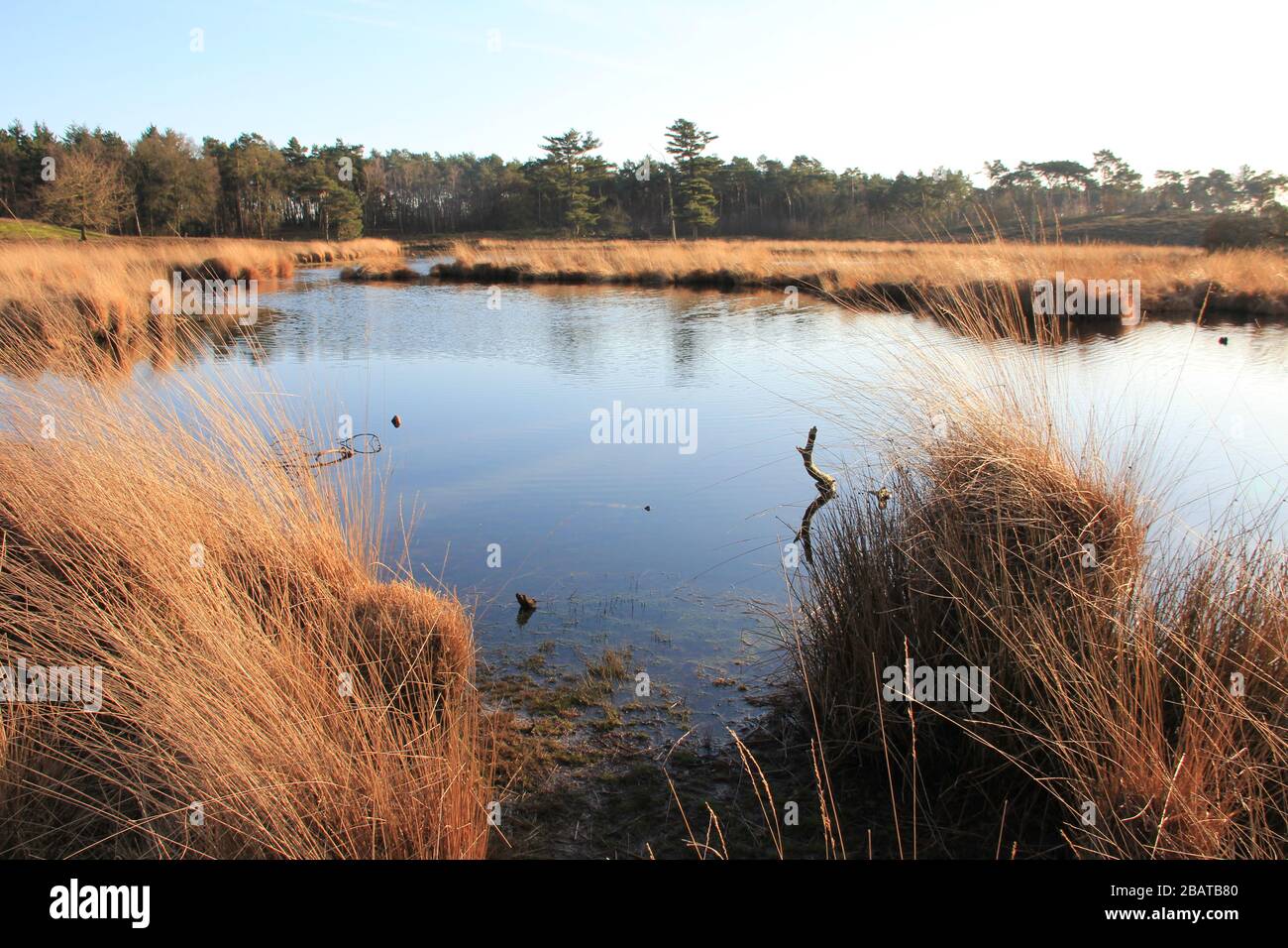 Hatertse en Overasseltse Fens Stockfoto