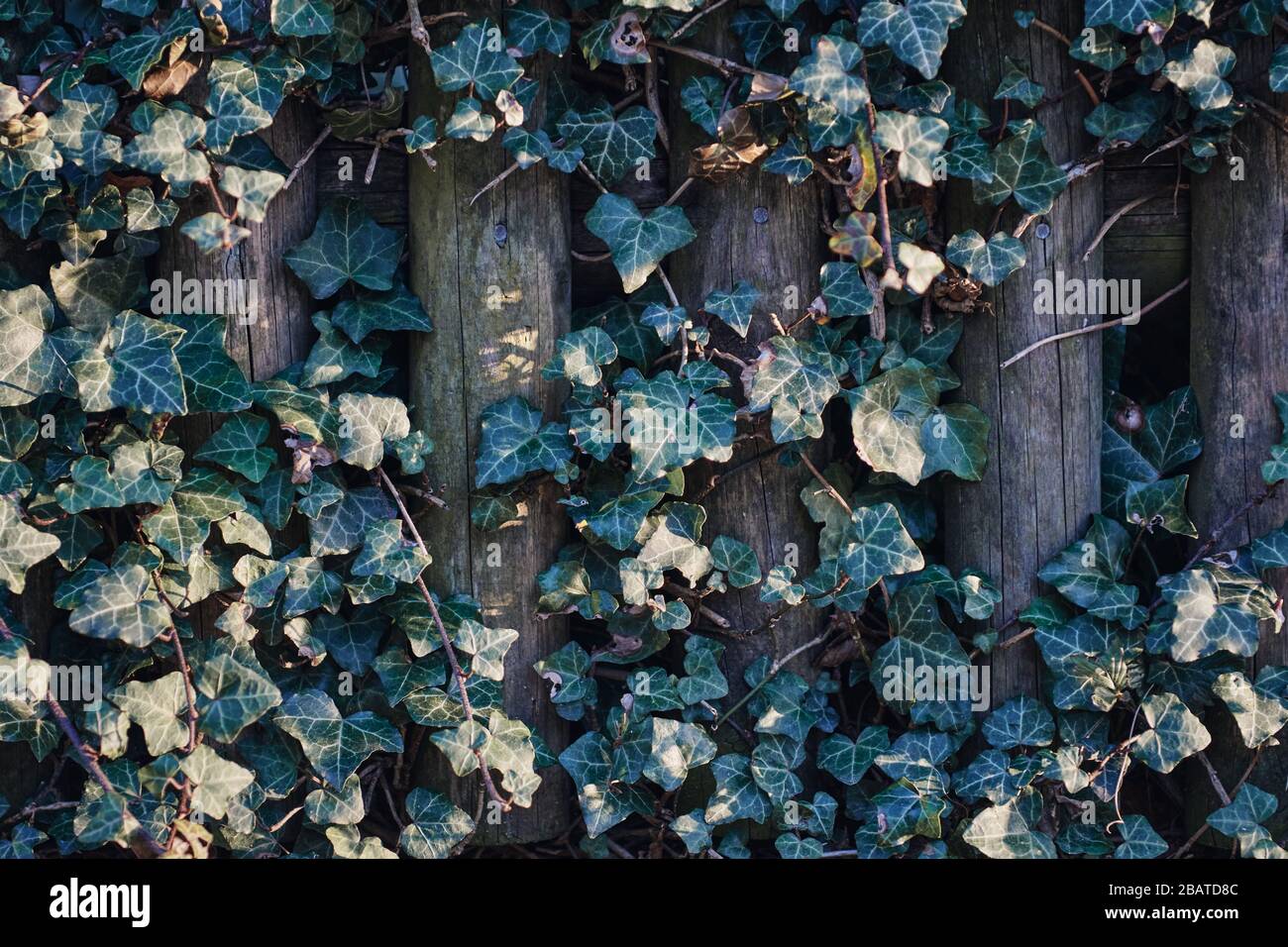 Grüner himalaya-evit (Hedera nepalensis) an einer Holzhecke Stockfoto