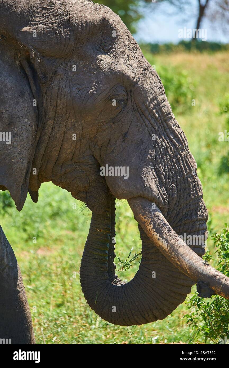 Rüssel und Tücken eines Elefanten sind stark benutzte Werkzeuge Stockfoto