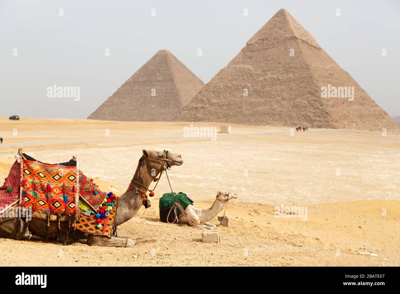 Kamele sitzen auf dem Giza-Plateau in Kairo, Ägypten. Im Hintergrund stehen die großen Pyramiden von Gizeh. Stockfoto
